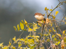 Yellow-eyed babbler