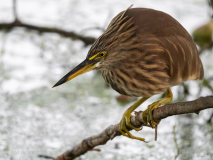 Indian pond heron