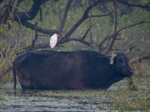 Cattle egret