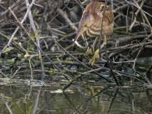 Yellow bitterm