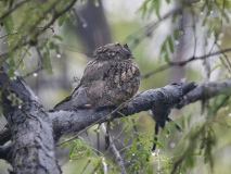 Indian nightjar