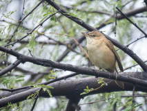 Clamorous reed warbler
