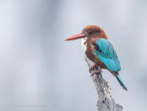 White-throated kingfisher