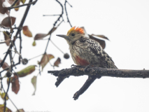 Yellow-crowned woodpecker