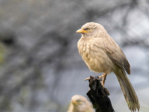 Jungle babbler