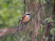 Long-tailed shrike