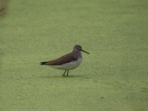Common sandpiper