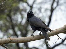 Large-billed crow