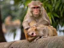 Rhesus macaque