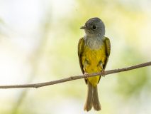Grey-headed canary-flycatcher