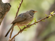 Jungle babbler