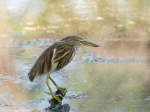 Indian pond heron