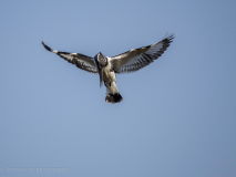Pied kingfisher