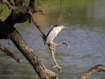 Black-crowned night heron