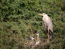 Grey heron