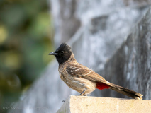 Red-vented bulbul