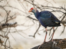 Grey-headed swamphen