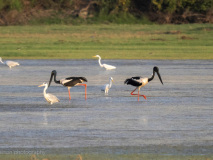 Black-necked stork