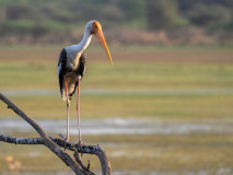 Painted stork