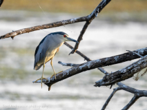 Black-crowned night heron