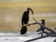 Oriental darter