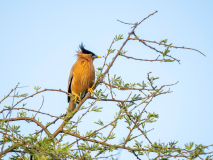 Brahminy starling,