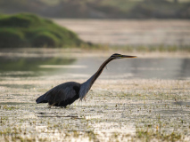 Purple heron