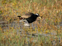 Bronze-winged jacana