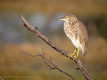 Indian pond heron