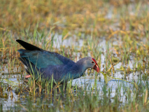 Grey-headed swamphen