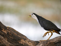 White-breasted waterhen