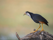 White-breasted waterhen
