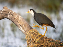 White-breasted waterhen