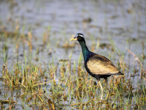 Bronze-winged jacana