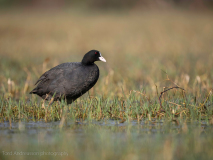 Eurasian coot