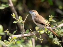 Indian silverbill