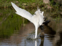 Great egret