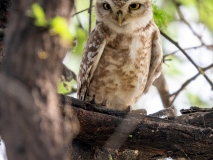 Spotted owlet