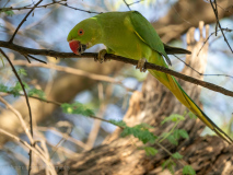 Rose-ringed parakeet