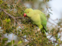 Rose-ringed parakeet