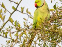 Rose-ringed parakeet