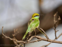 Green bee-eater