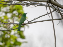 Blue-bearded bee-eater