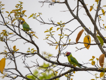 Plum-headed parakeet