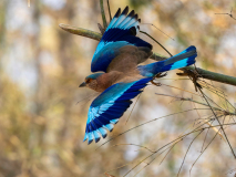 Indian roller