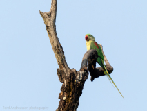 Alexandrine parakeet
