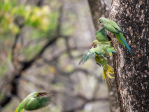 Rose-ringed parakeets