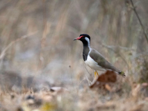 Red-wattled lapwing