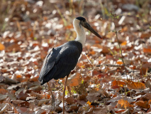 Wolly-necked stork