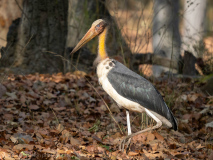 Lesser adjutant